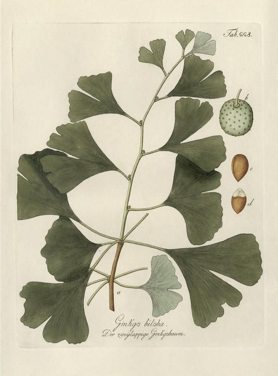 Ilustration feuille de Ginkgo