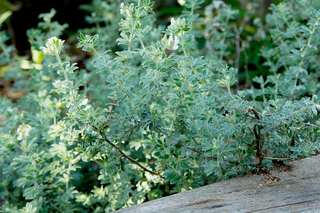aromatique