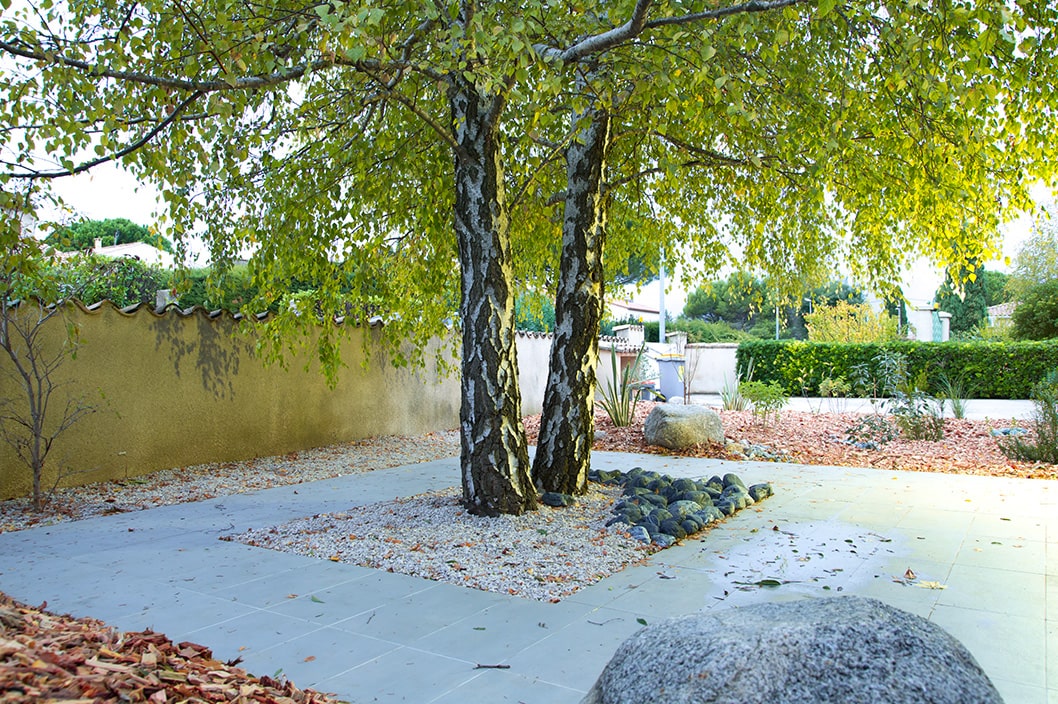 Gingko; jardin zen