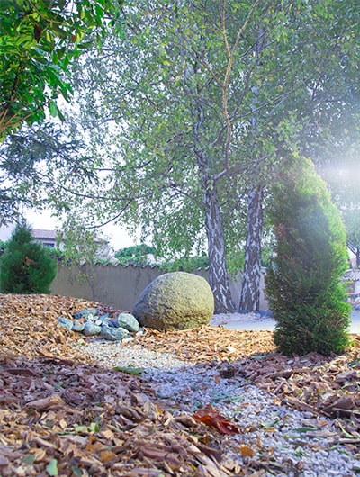 Gingko; jardin japonais